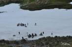 Pinguins chegam até a neve em Salisbury Plain, na Geórgia do Sul